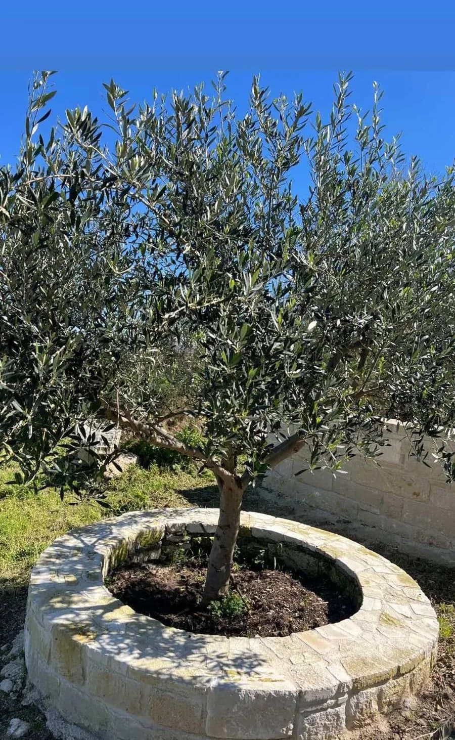 Garden olive tree
